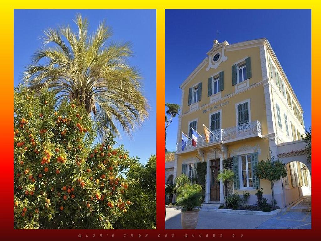 183 D25 BORMES LES MIMOSAS 3_000030.jpg
